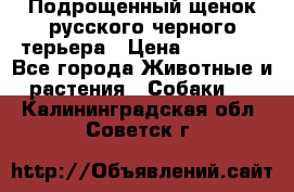 Подрощенный щенок русского черного терьера › Цена ­ 35 000 - Все города Животные и растения » Собаки   . Калининградская обл.,Советск г.